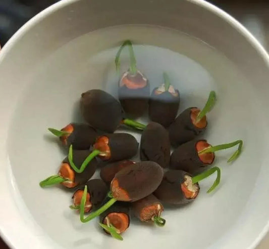 10 Bowl Lotus Seeds - Mix