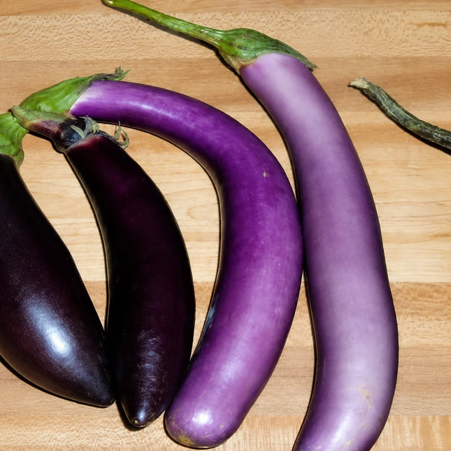 25 Bride Eggplant White and Purple Fruit Seeds