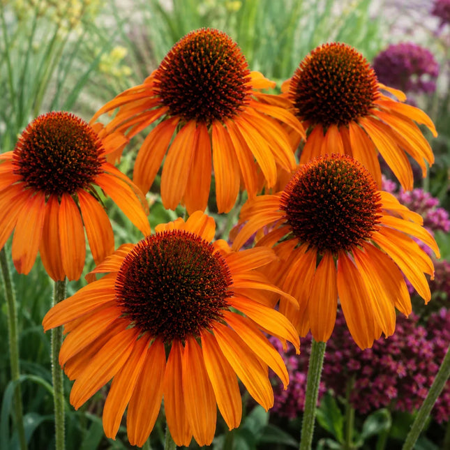 Bright Orange Coneflower flowers