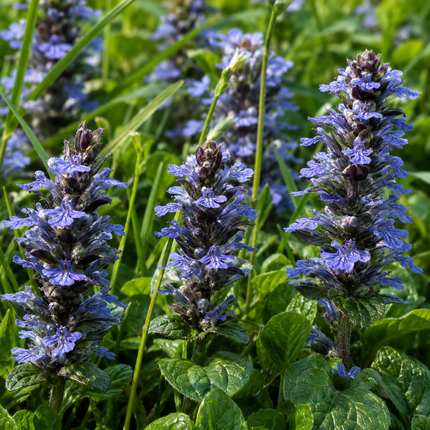 200 Bugleweed Ajuga Reptans Seeds