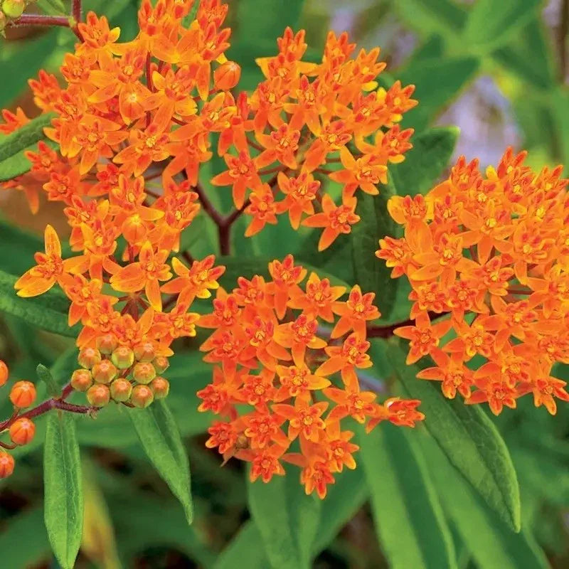 Butterfly Weed Seeds – Orange Milkweed - Seed World