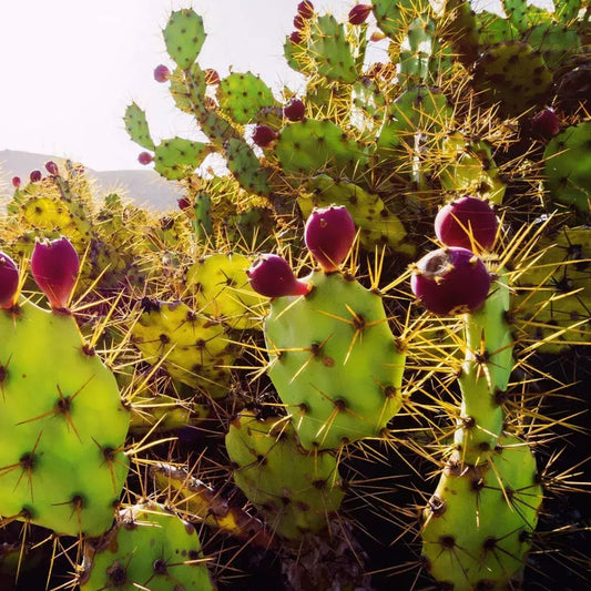 Close-up of ripe cactus pear fruits on Opuntia pads