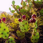 Close-up of ripe cactus pear fruits on Opuntia pads