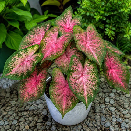 2 Bulbs Caladium Pink Beauty