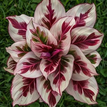 Crimson Burst Calathea with bold red and cream foliage
