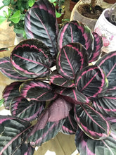 Dark green Calathea leaves with pink edges
