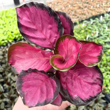 Pink Rosy Calathea Couture with bold magenta tones