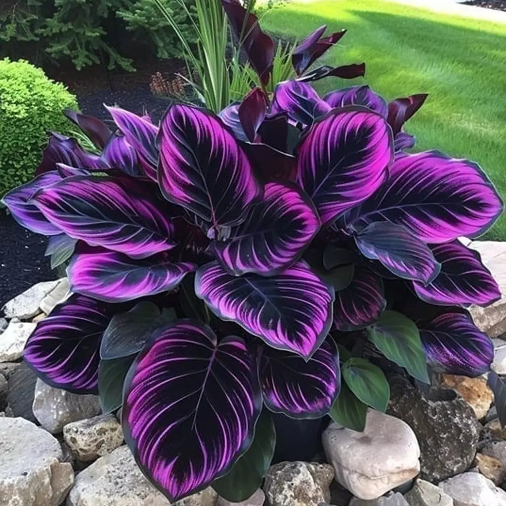 Calathea Couture “Purple Tip” variety with deep violet leaves