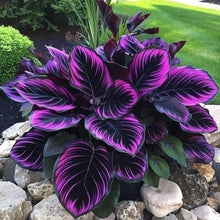 Calathea Couture “Purple Tip” variety with deep violet leaves