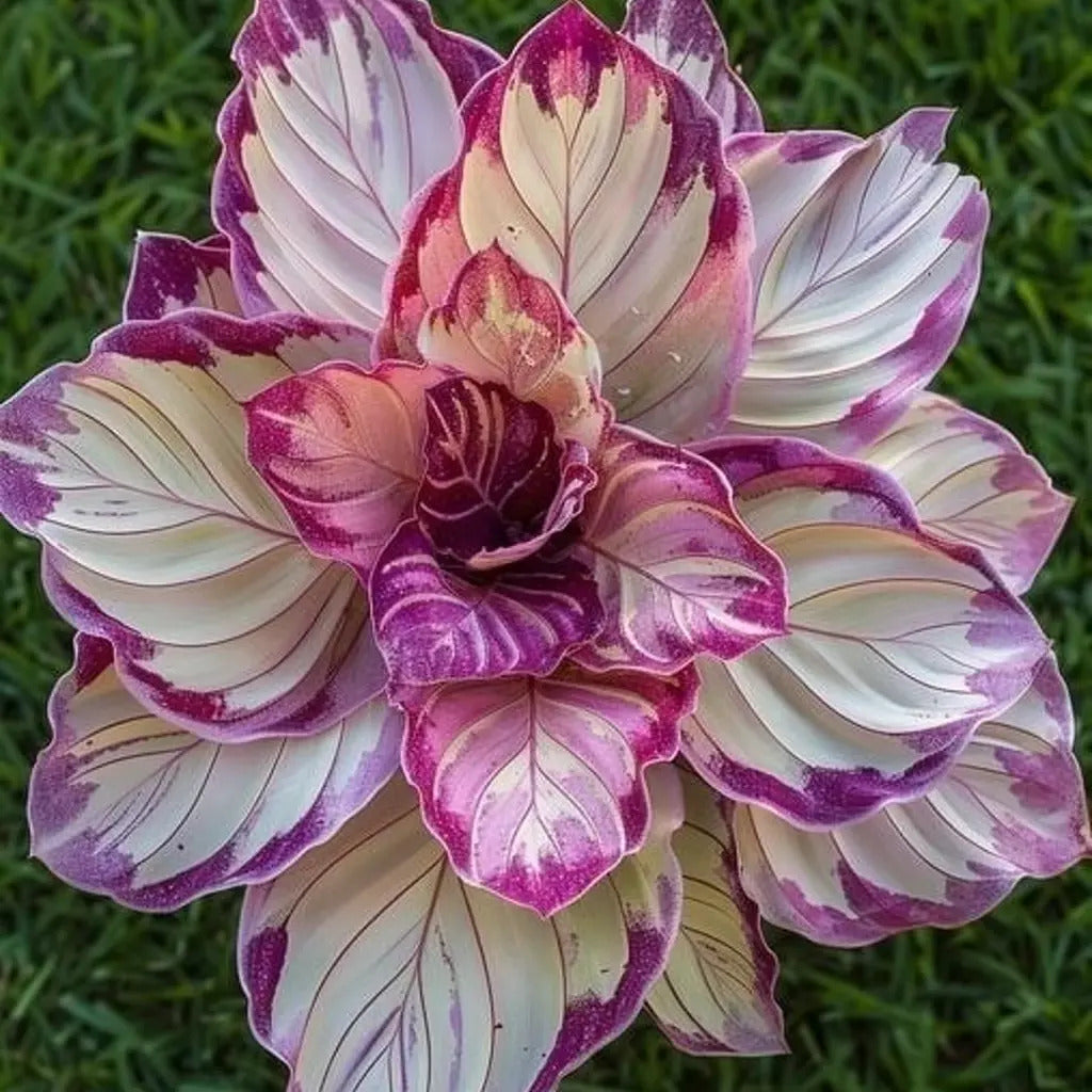 	Royal Pink Calathea with layered petals and purple hues