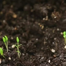 Calathea Couture seeds sprouting in moist soil