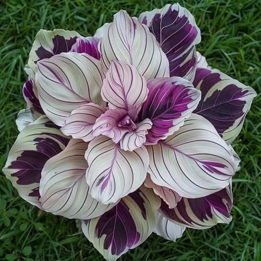 Calathea with white and purple striped foliage