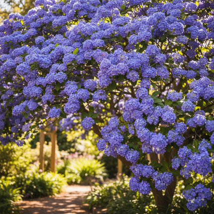 25 California Lilac Tree Seeds – Fragrant Hardy Perennial