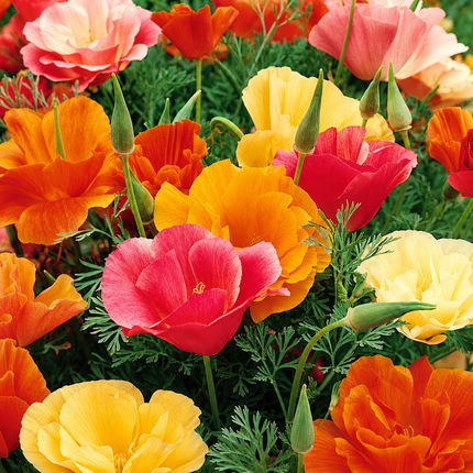 500 Poppy California Mission Bells Seeds