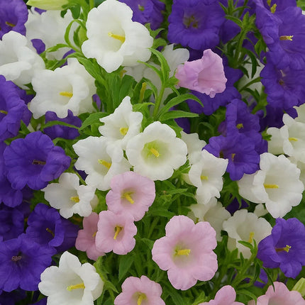 Canterbury Bells Flower Seeds – Cup and Saucer Mix - Seed World
