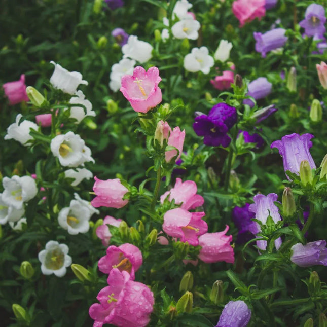 Canterbury Bells Flower Seeds – Cup and Saucer Mix - Seed World