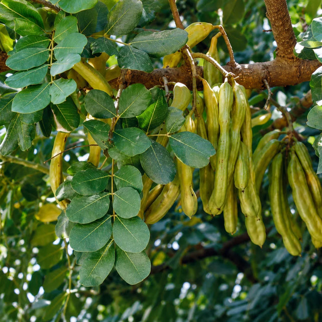 Carob tree with pods