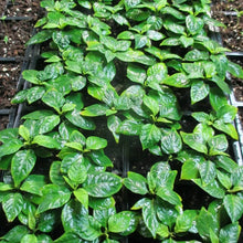 Carolina Reaper Pepper Live Plants Lot of 3  (75+ Days Old)