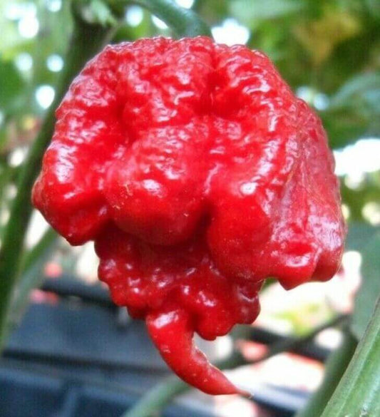 Close-up of a bright red Carolina Reaper pepper with a wrinkled, bumpy texture and signature tail-like point.