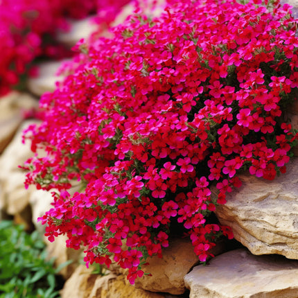 Pink flowers growing among rocks with a blurred background