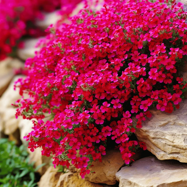 Pink flowers growing among rocks with a blurred background