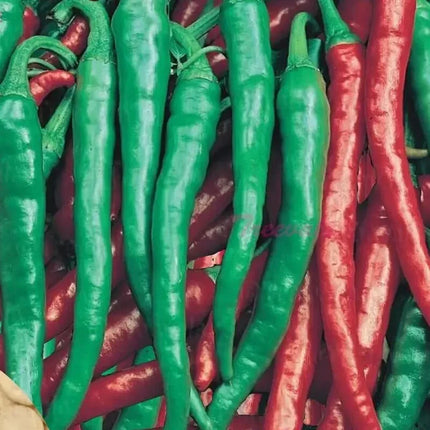 Cayenne Long Slim Red Pepper Seeds - Seed World