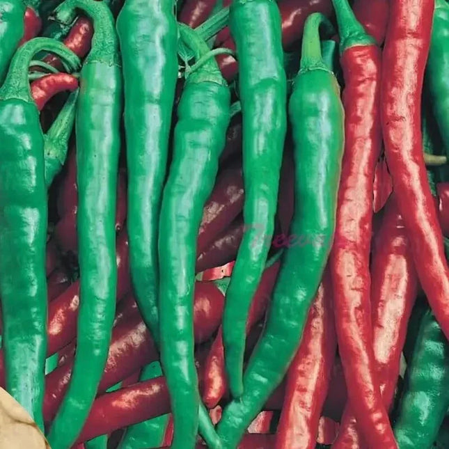 Cayenne Long Slim Red Pepper Seeds - Seed World