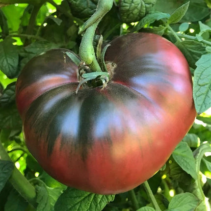 Cherokee Purple tomato ripening on the vine with dark shoulders