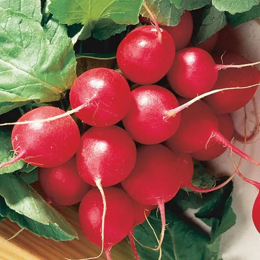 Cherry Belle Radish Seeds - Seed World