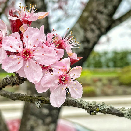 Cherry Blossom Seeds - Sakura Bonsai Tree - Seed World