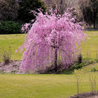 5 Weeping Purple Cherry Tree Seeds