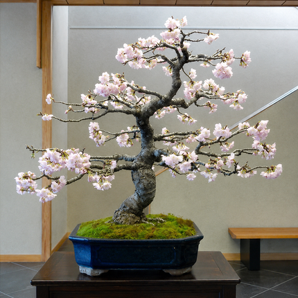 Cherry Blossom Seeds - Sakura Bonsai Tree - Variant 4