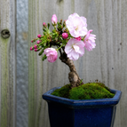 10 Sakura Bonsai Tree Seeds