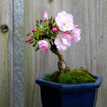 Cherry Blossom Seeds - Sakura Bonsai Tree - Variant 5