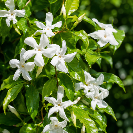 Chilean Jasmine White Star flowers
