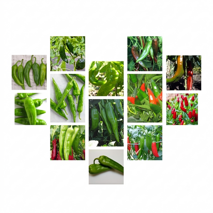 Chili Pepper Seeds Collection – 12 Heirloom Varieties | Non-GMO