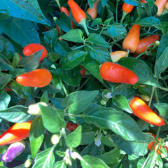 Chinese Five Color peppers ripening among green leaves