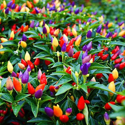 Chinese Five Color pepper plants with purple, cream, yellow, orange and red fruit
