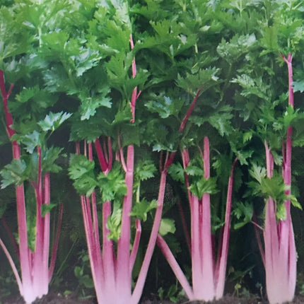 Chinese Pink celery growing with pink stems and leafy tops