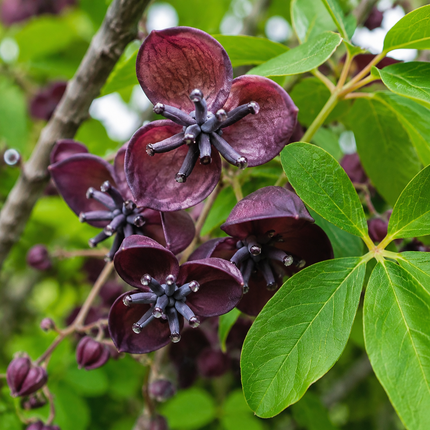 Chocolate Vine flowers