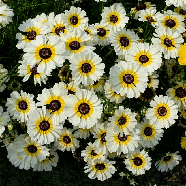100 Chrysanthemum Polar Star Seeds