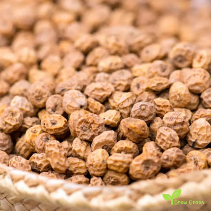 Chufa Seeds - 1 lb. - Seed World