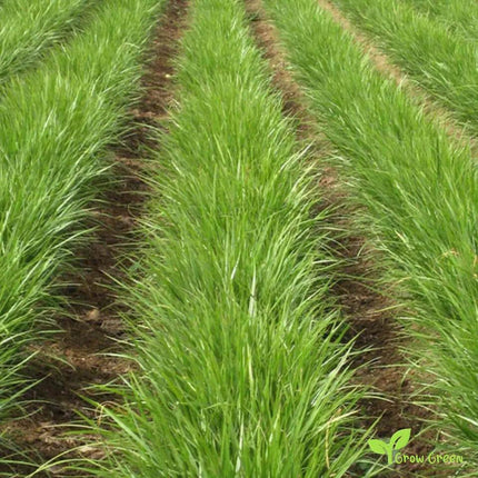 Chufa Seeds - 1 lb. - Seed World