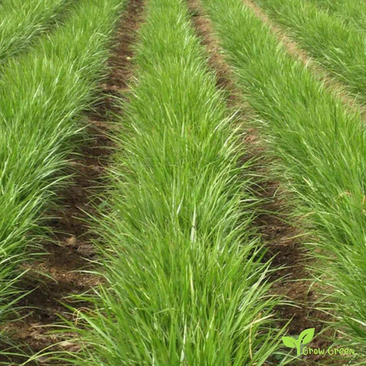 Chufa Seeds - 1 lb. - Seed World