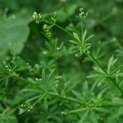 Mature Galium aparine foliage with whorled green leaves and tiny white flowers; seeds are supplied, not a live plant.