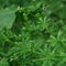 Mature Galium aparine foliage with whorled green leaves and tiny white flowers; seeds are supplied, not a live plant.