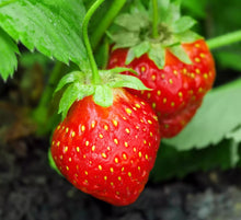 200 Climbing Strawberry Seeds