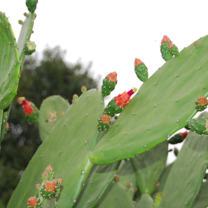 Flowering pads of a mature cochineal nopal prickly pear cactus