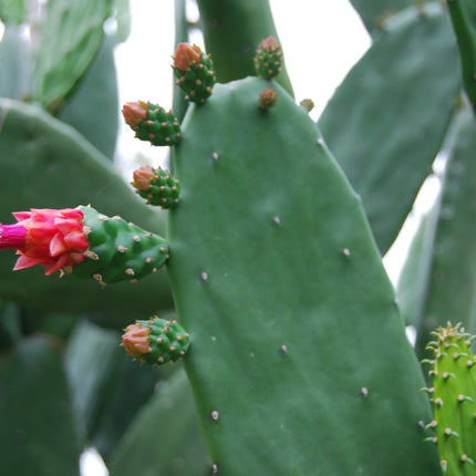 Cochineal nopal prickly pear cactus showing mature branching growth