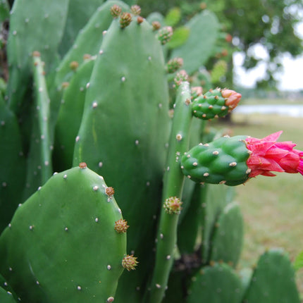 Mature cochineal nopal prickly pear cactus with reddish-pink flower